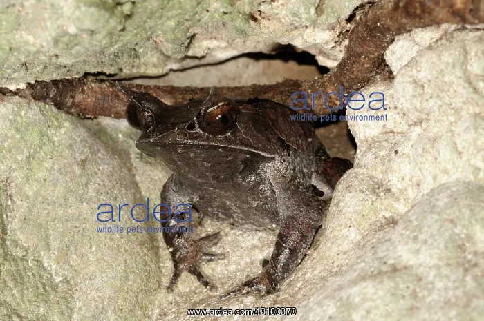  : Malayan Horned frog