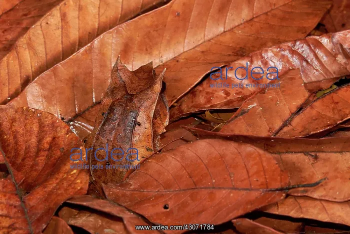 : Malayan horned frog (Megophrys nasuta). Borneo : Malayan horned frog (Megophrys nasuta). Borneo