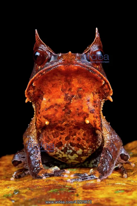 : Malayan horned frog (Megophrys nasuta). Borneo : Malayan horned frog (Megophrys nasuta). Borneo