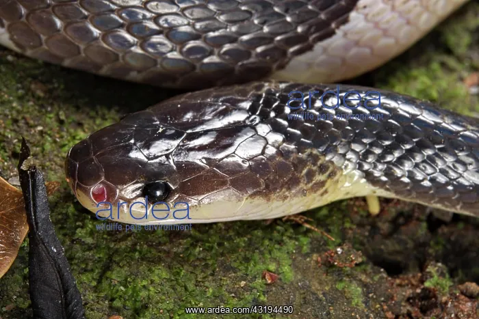  : Malayan krait (Bungarus candidus), Thailand, Asia