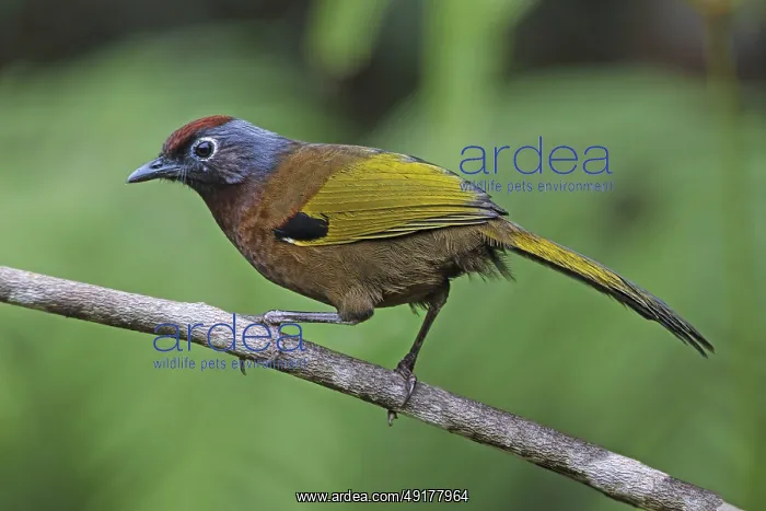 : Malayan Laughingthrush (Trochalopteron peninsulae) : Malayan Laughingthrush (Trochalopteron peninsulae)