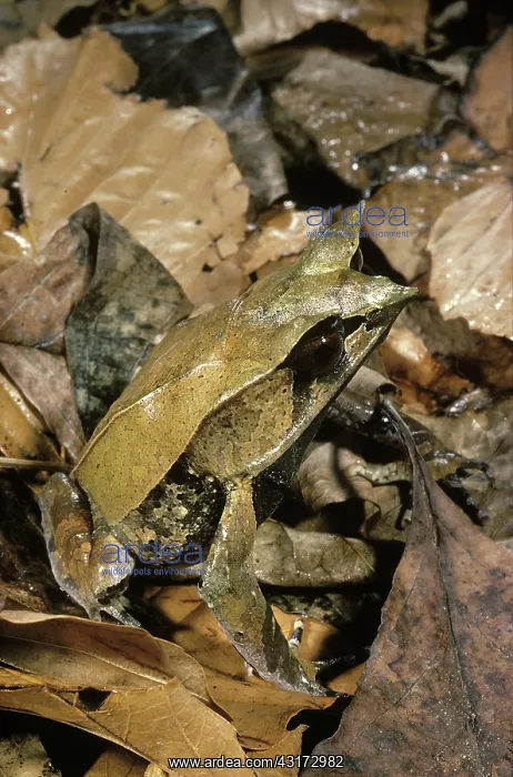 : Malayan Leaf Frog : Malayan Leaf Frog