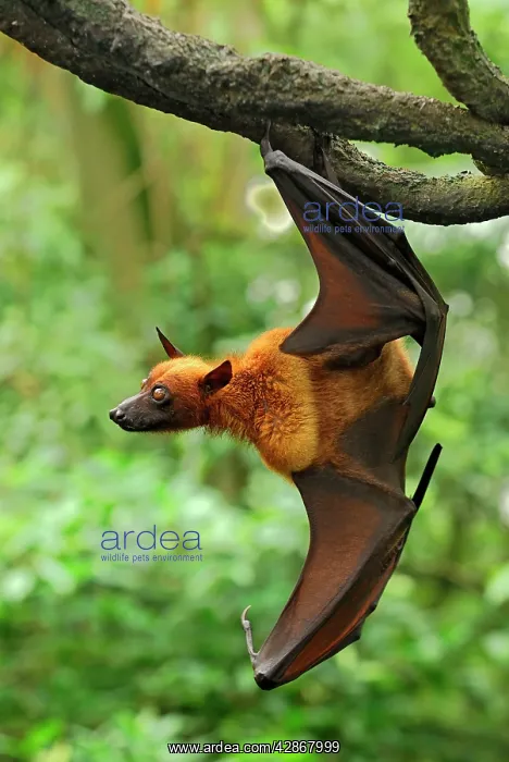 : Malayan / Malaysian Flying Fox - hanging from branch : Malayan / Malaysian Flying Fox - hanging from branch