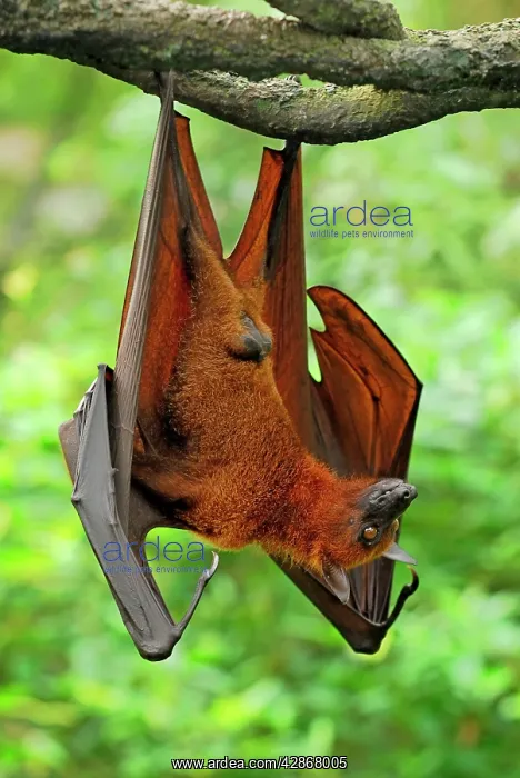 : Malayan / Malaysian Flying Fox - hanging from branch : Malayan / Malaysian Flying Fox - hanging from branch