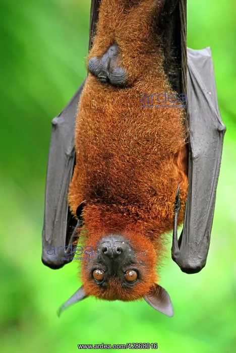 : Malayan / Malaysian Flying Fox - hanging upside down : Malayan / Malaysian Flying Fox - hanging upside down