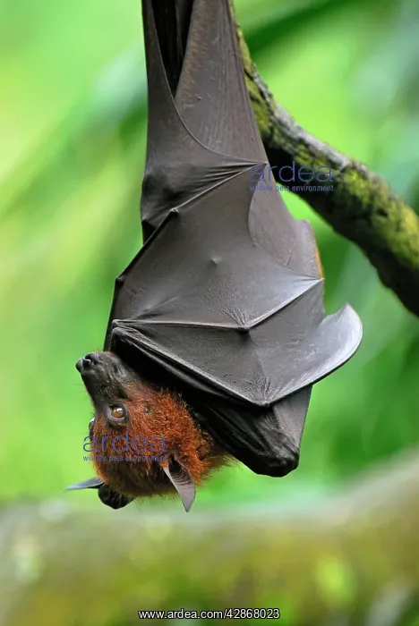 : Malayan / Malaysian Flying Fox - hanging upside down : Malayan / Malaysian Flying Fox - hanging upside down