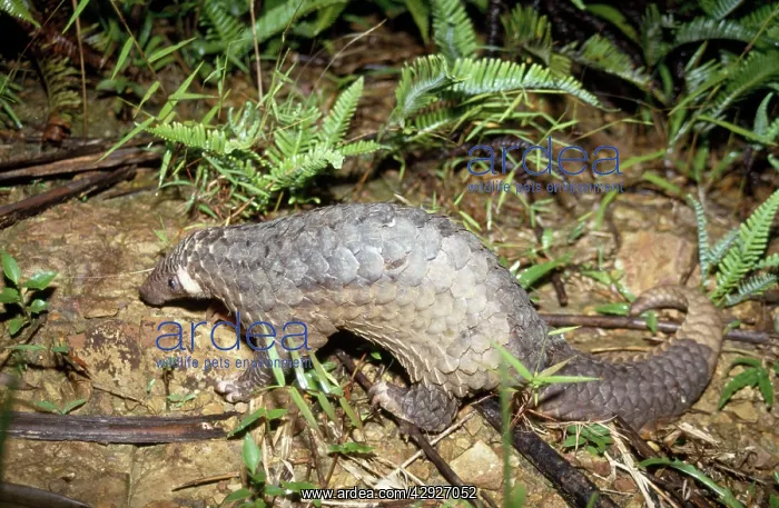: Malayan Pangolin : Malayan Pangolin