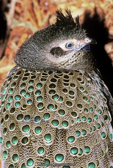 : Malayan Peacock-pheasant : Malayan Peacock-pheasant