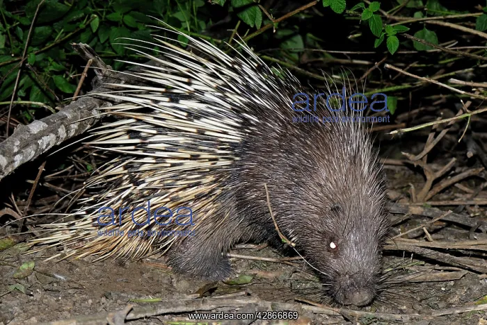 : Malayan Porcupine / East Asian Porcupine : Malayan Porcupine / East Asian Porcupine
