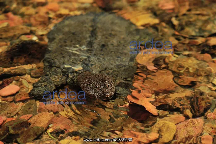 : Malayan Soft-shelled Turtle : Malayan Soft-shelled Turtle