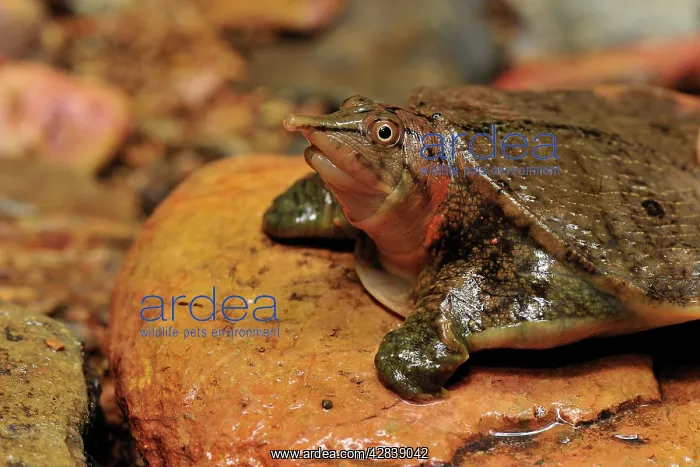 : Malayan Soft-shelled Turtle : Malayan Soft-shelled Turtle