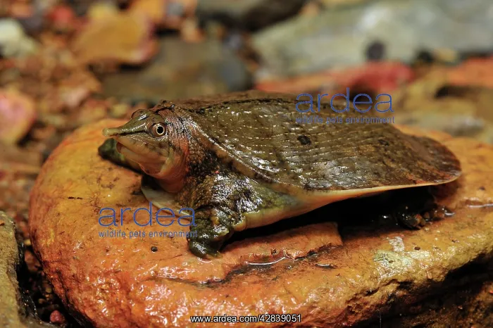 : Malayan Soft-shelled Turtle : Malayan Soft-shelled Turtle