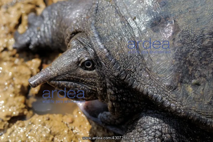 : Malayan Soft Shelled Turtle : Malayan Soft Shelled Turtle