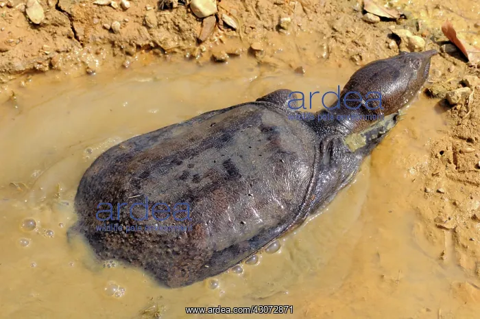 : Malayan Soft Shelled Turtle : Malayan Soft Shelled Turtle