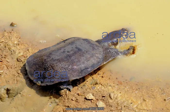 : Malayan Soft Shelled Turtle : Malayan Soft Shelled Turtle