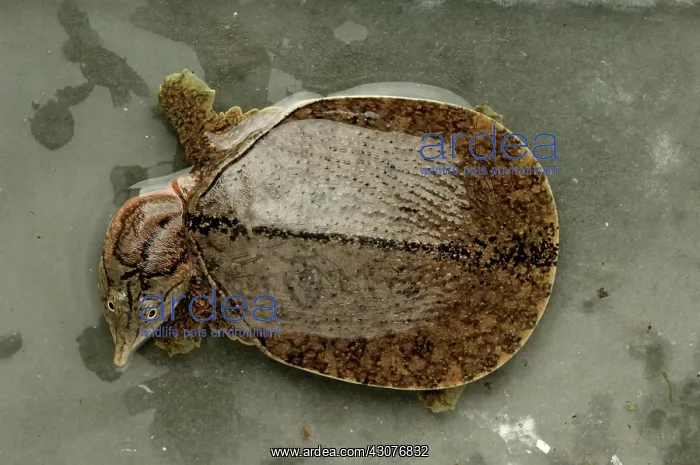 : Malayan Soft-shelled turtle : Malayan Soft-shelled turtle