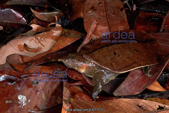 : Malayan softshell turtle (Dogania subplana). Borneo : Malayan softshell turtle (Dogania subplana). Borneo