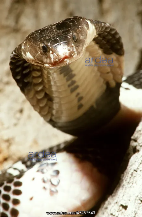 : MALAYAN SPITTING COBRA - close up : MALAYAN SPITTING COBRA - close up