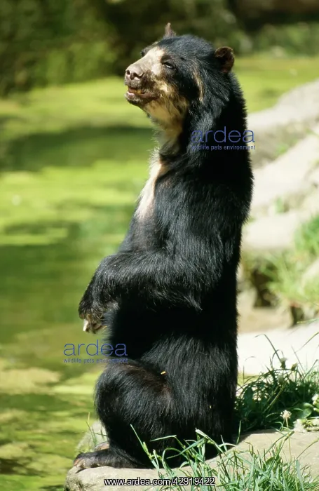 : Malayan Sun Bear : Malayan Sun Bear