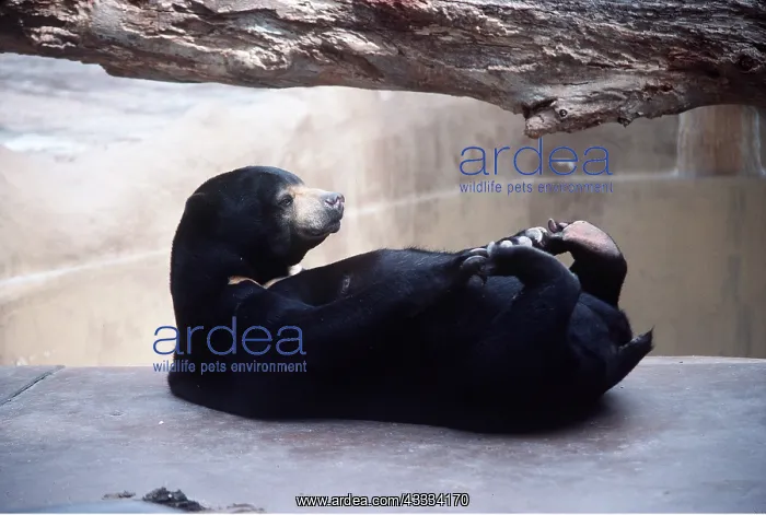 : MALAYAN SUN BEAR : MALAYAN SUN BEAR