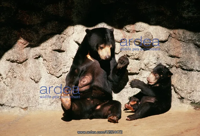 : Malayan Sun Bear - With cub : Malayan Sun Bear - With cub