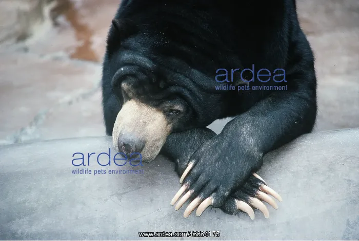 : MALAYAN SUN BEAR - relaxing : MALAYAN SUN BEAR - relaxing