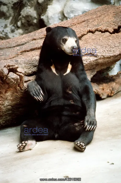: MALAYAN SUN BEAR - sitting down : MALAYAN SUN BEAR - sitting down