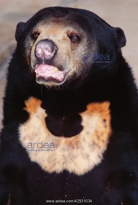 : Malayan Sun Bear - Threatened : Malayan Sun Bear - Threatened