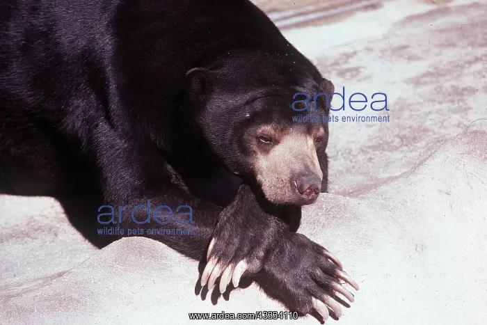 : MALAYAN SUN BEAR - IN ZOO : MALAYAN SUN BEAR - IN ZOO