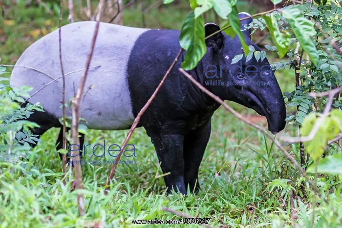  : Malayan Tapir