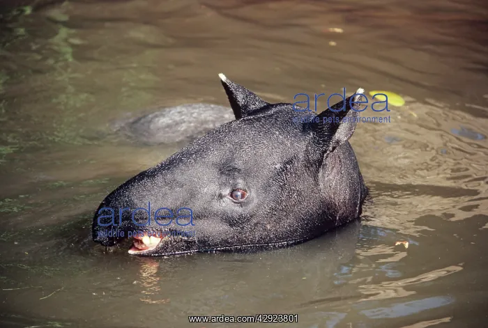 : Malayan Tapir - in water : Malayan Tapir - in water