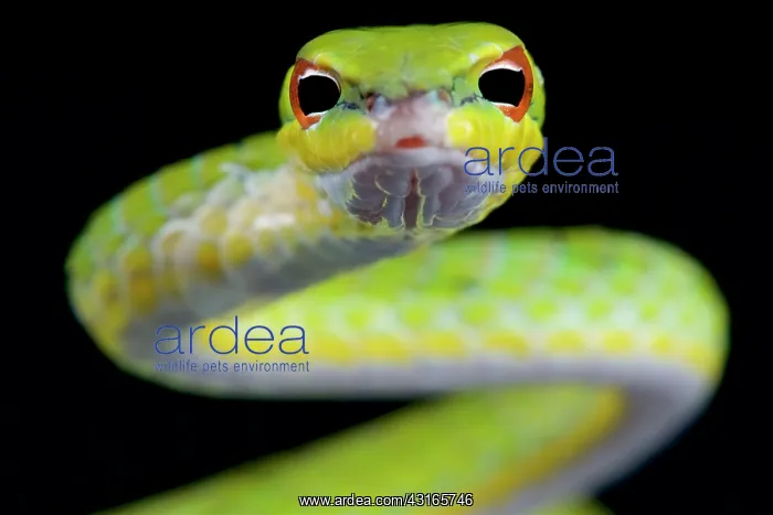 : Malayan vine snake (Ahaetulla mycterizans), Malaysia : Malayan vine snake (Ahaetulla mycterizans), Malaysia