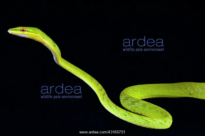 : Malayan vine snake (Ahaetulla mycterizans), Malaysia : Malayan vine snake (Ahaetulla mycterizans), Malaysia