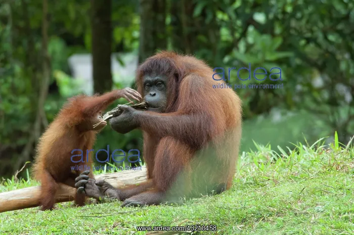 : Malaysia, Borneo, Sabah, Kota Kinabalu : Malaysia, Borneo, Sabah, Kota Kinabalu