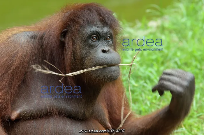 : Malaysia, Borneo, Sabah, Kota Kinabalu : Malaysia, Borneo, Sabah, Kota Kinabalu