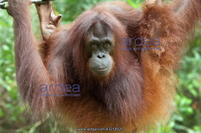 : Malaysia, Borneo, Sabah, Kota Kinabalu : Malaysia, Borneo, Sabah, Kota Kinabalu