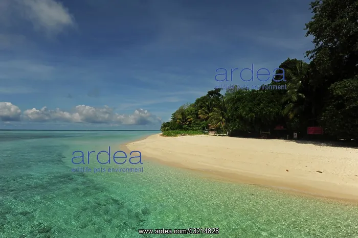 : Malaysia, Borneo, Semporna Archipelago : Malaysia, Borneo, Semporna Archipelago