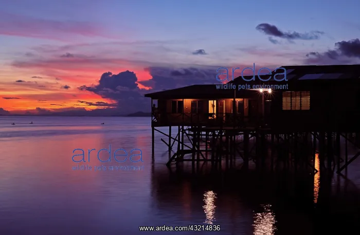 : Malaysia, Borneo, Semporna, Mabul, Dayak : Malaysia, Borneo, Semporna, Mabul, Dayak
