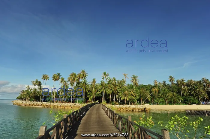 : Malaysia, Borneo, Semporna, Mabul, luxury : Malaysia, Borneo, Semporna, Mabul, luxury