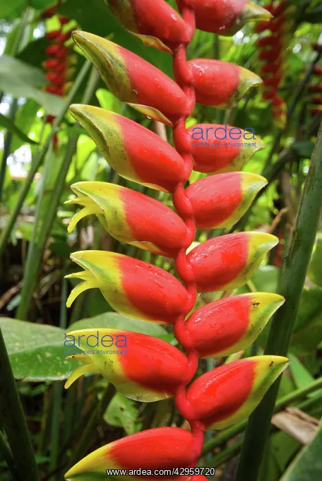  : Malaysia - Heliconia Rostrata flower