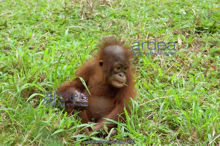 : Malaysia, Island of Borneo, Sabah, Kota : Malaysia, Island of Borneo, Sabah, Kota