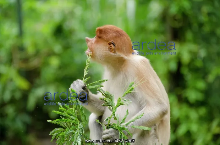 : Malaysia, Island of Borneo, Sabah, Kota : Malaysia, Island of Borneo, Sabah, Kota