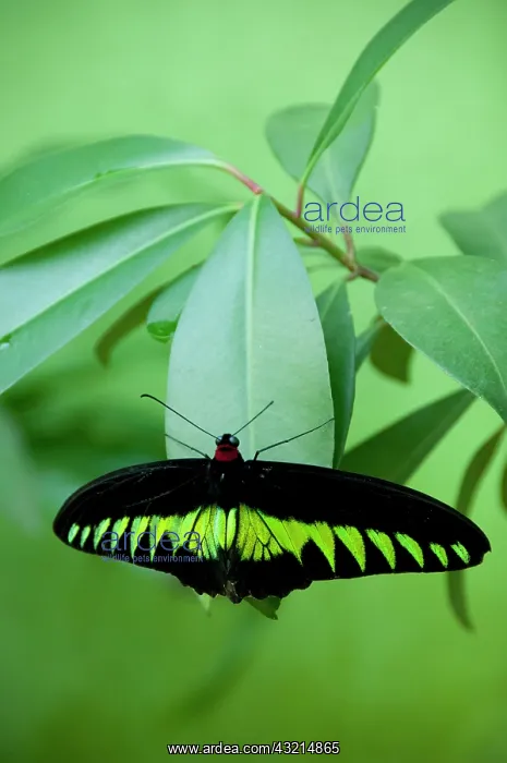 : Malaysia, Island of Penang, Penang Butterfly : Malaysia, Island of Penang, Penang Butterfly