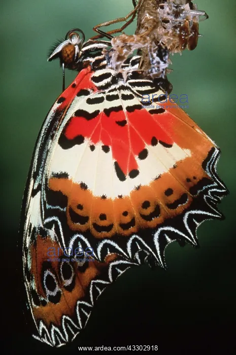 : Malaysia Lacewing Butterfly - emerging : Malaysia Lacewing Butterfly - emerging