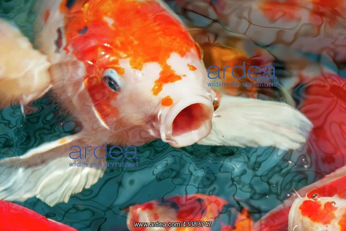 : Malaysia, Malacca (Melaka). Close-up of koi fish : Malaysia, Malacca (Melaka). Close-up of koi fish