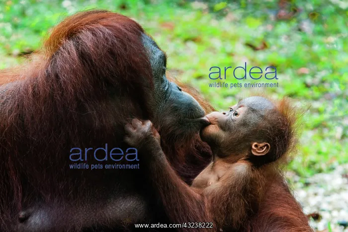 : Malaysia, Malaysian Borneo, Sarawak, Semenggoh : Malaysia, Malaysian Borneo, Sarawak, Semenggoh