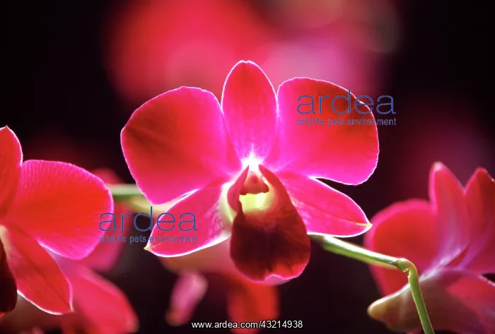: Malaysia, Orchid : Malaysia, Orchid