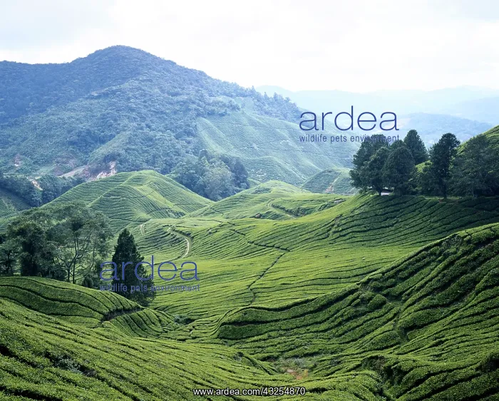 : Malaysia, West Malaysia, Cameron Highlands : Malaysia, West Malaysia, Cameron Highlands