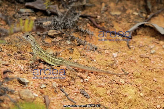 : Malaysian Butterfly lizard : Malaysian Butterfly lizard