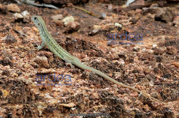 : Malaysian Butterfly lizard : Malaysian Butterfly lizard